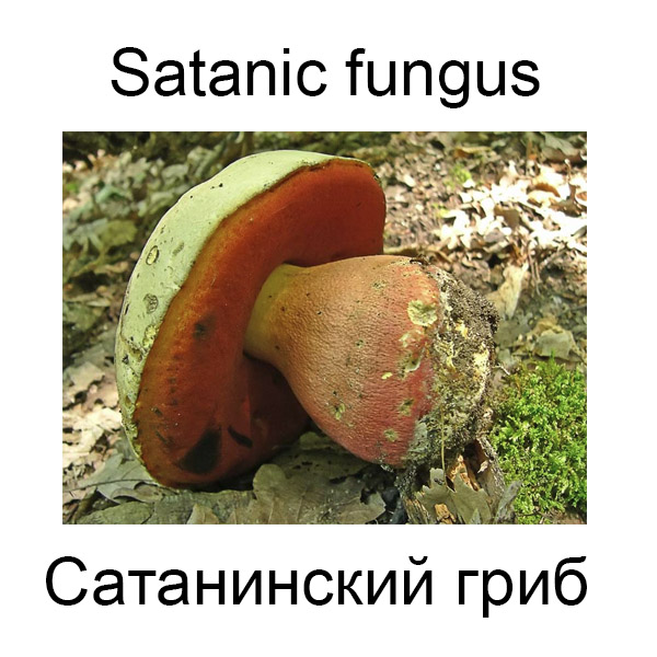 Ягоды и грибы на английском